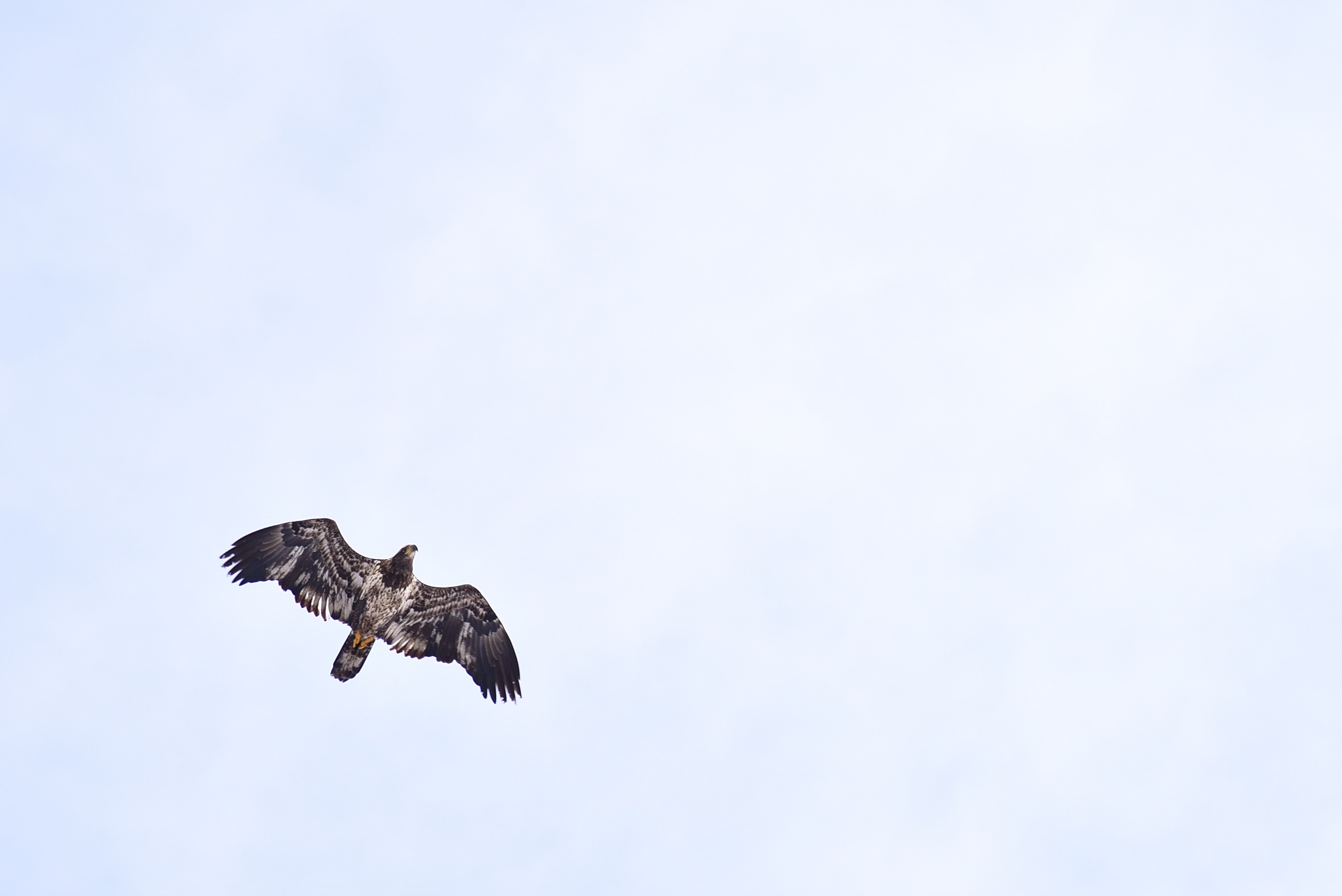 Young bald eagle at Deer Flat NWR | FWS.gov